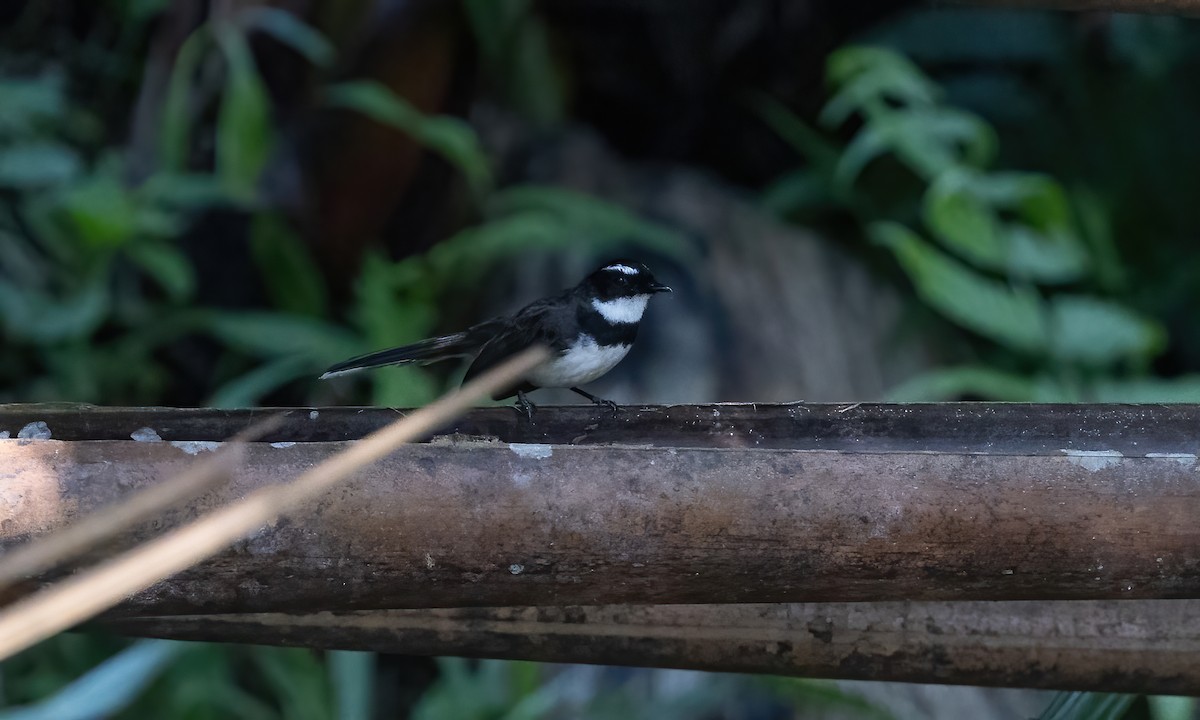 Philippine Pied-Fantail - ML619885492