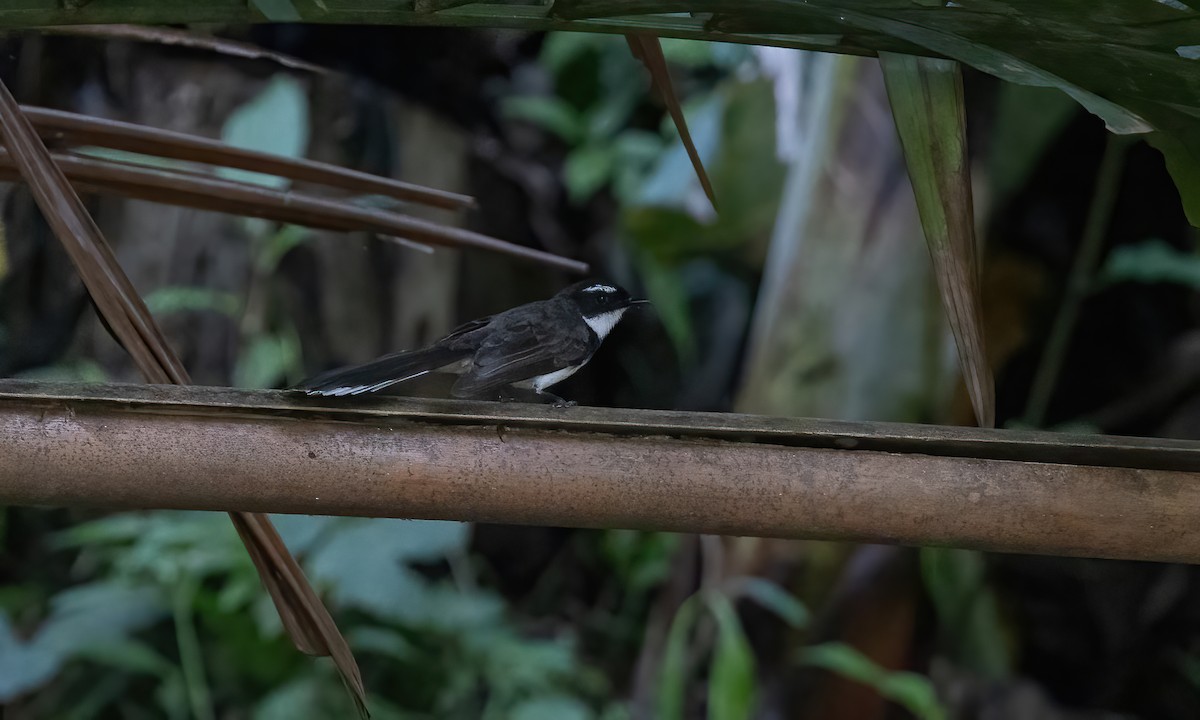 Philippine Pied-Fantail - ML619885493