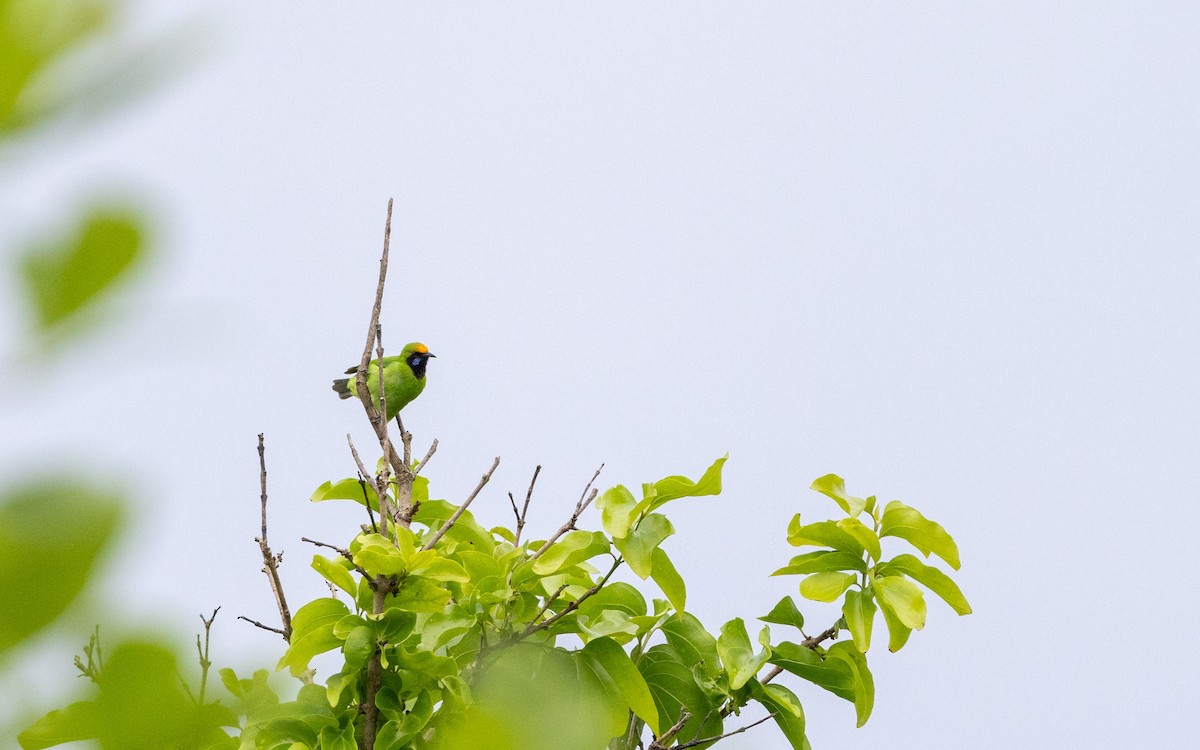 Golden-fronted Leafbird - Adithya Bhat