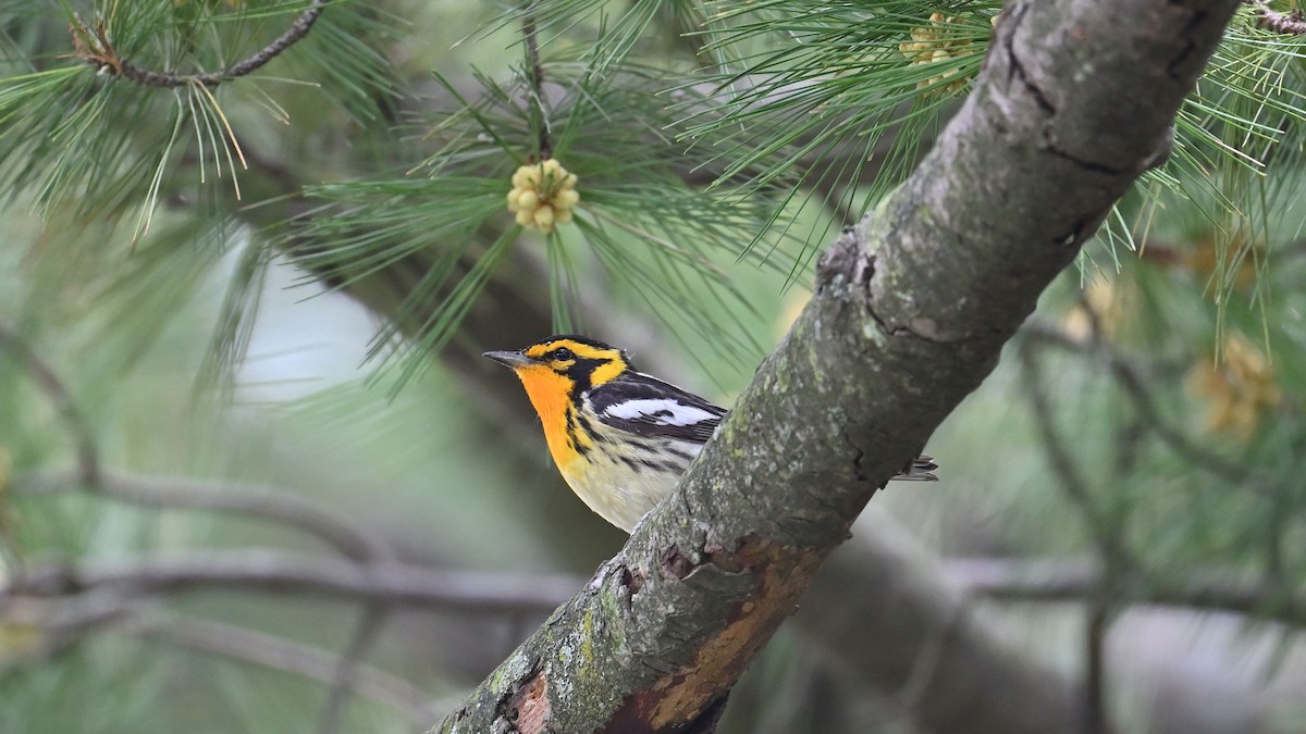 Blackburnian Warbler - ML619885506