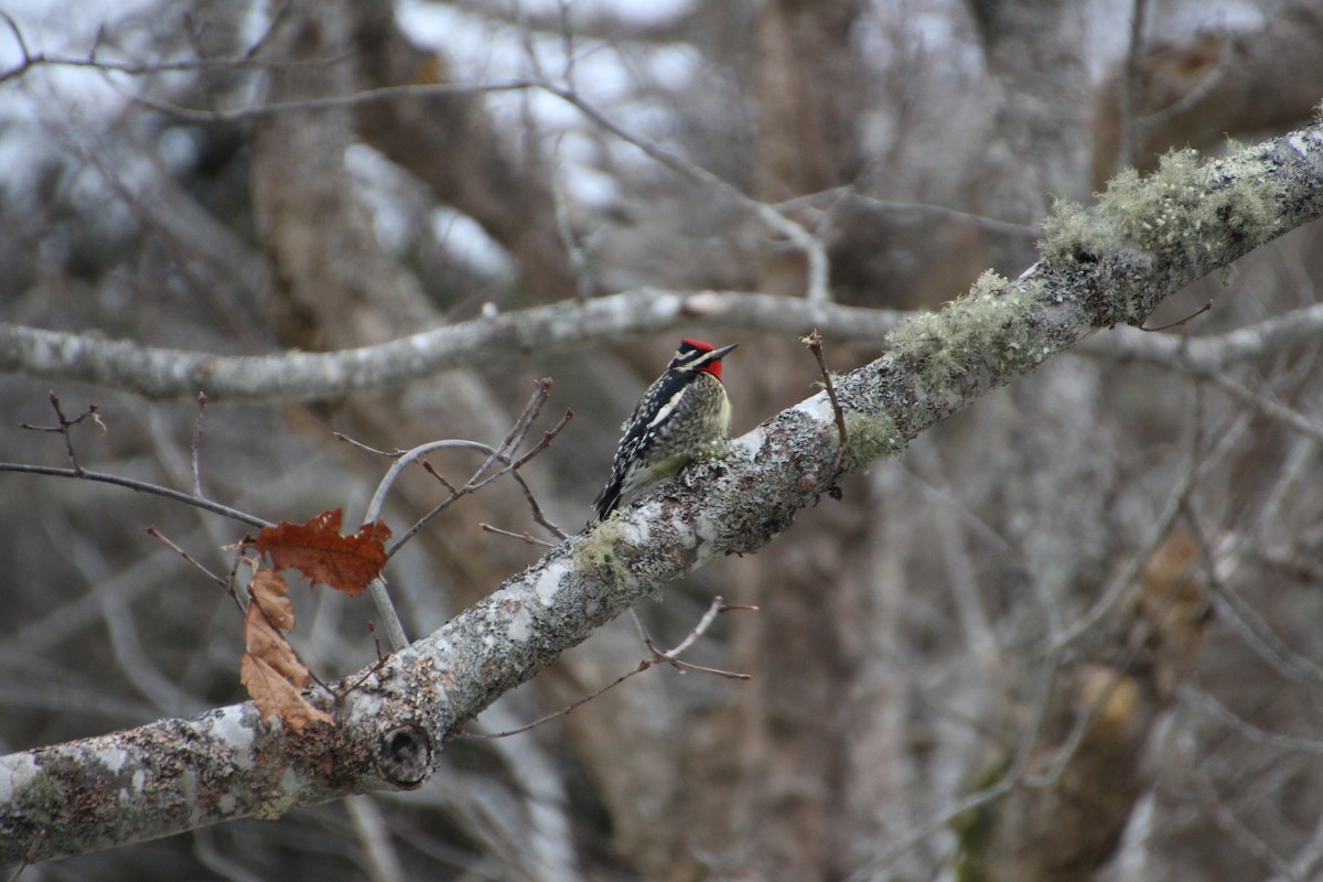 Yellow-bellied Sapsucker - ML619885507