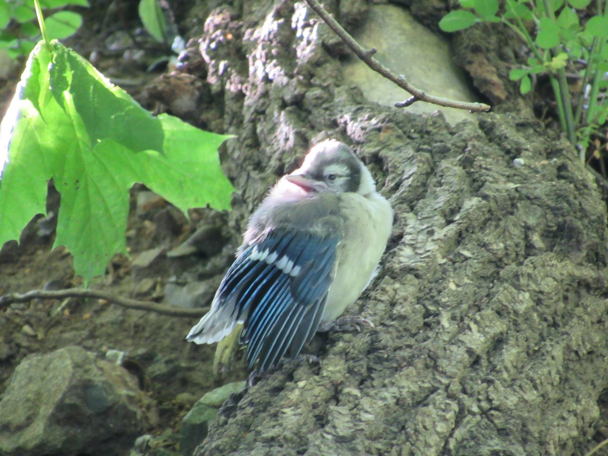 Blue Jay - ML619885514