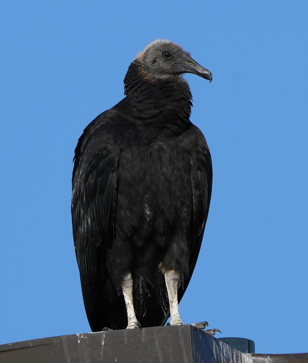 Black Vulture - ML619885516
