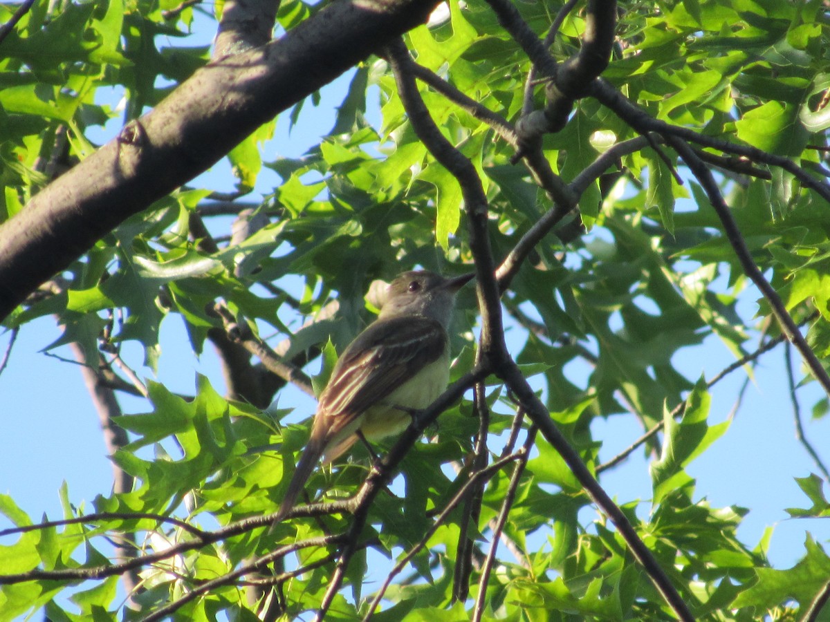 Great Crested Flycatcher - ML619885517