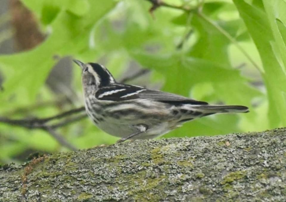 Black-and-white Warbler - ML619885539