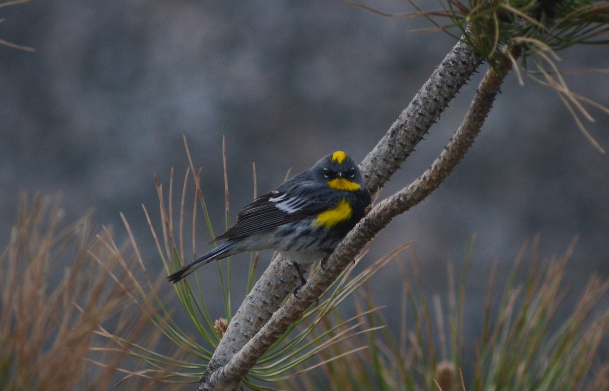 Yellow-rumped Warbler (Audubon's) - ML619885540