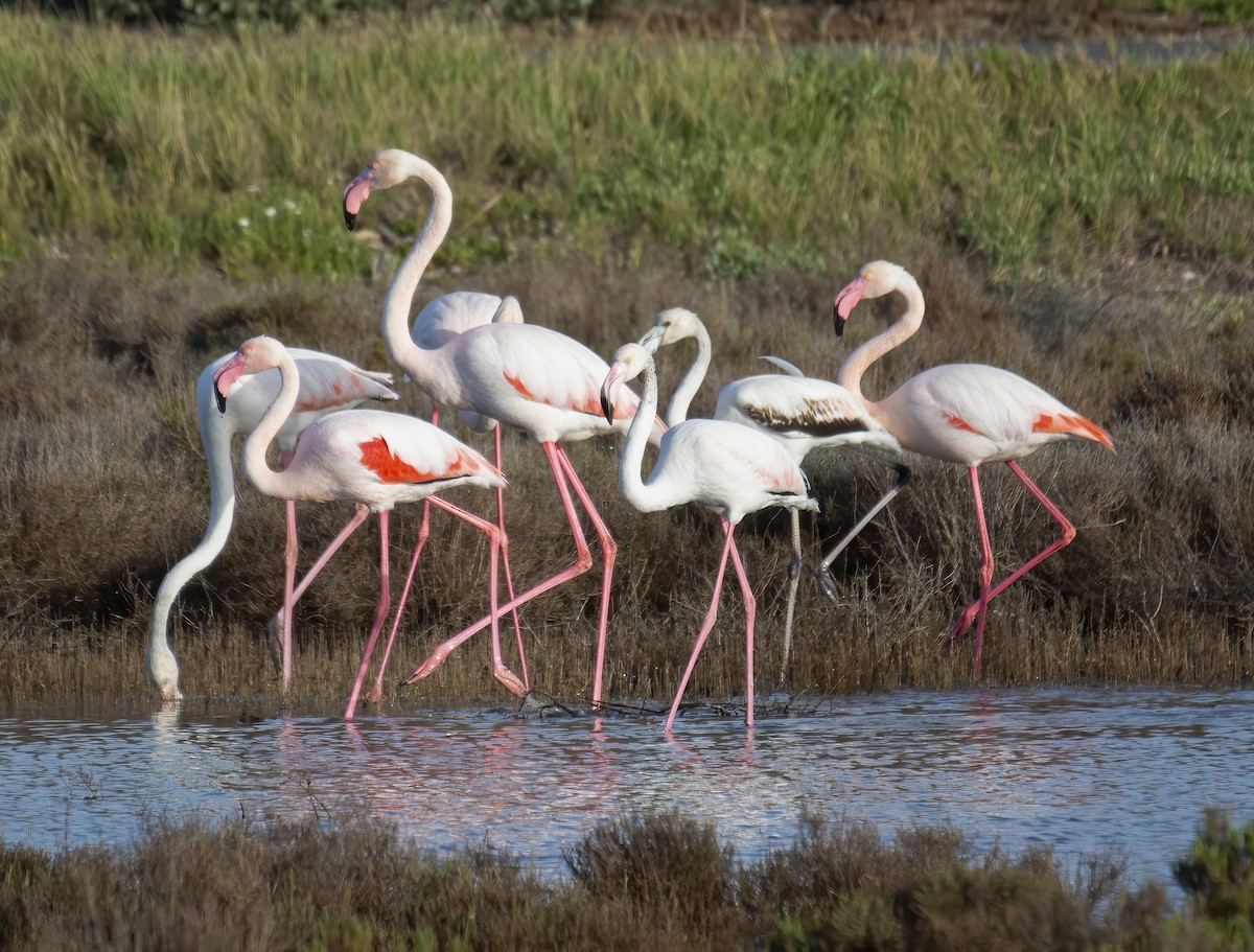 Greater Flamingo - ML619885549