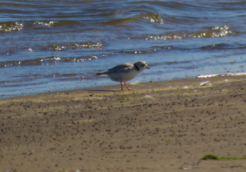 Piping Plover - ML619885556