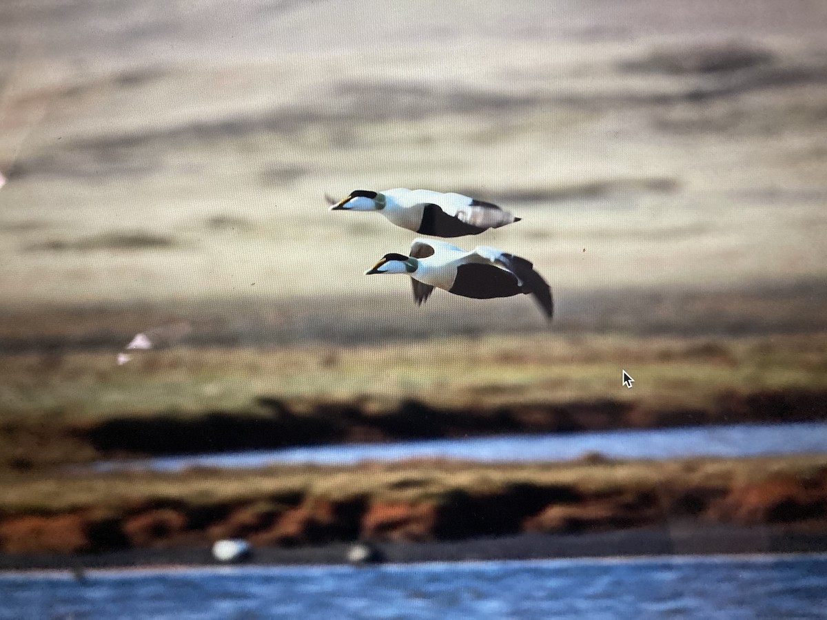 Common Eider - stephen  carter