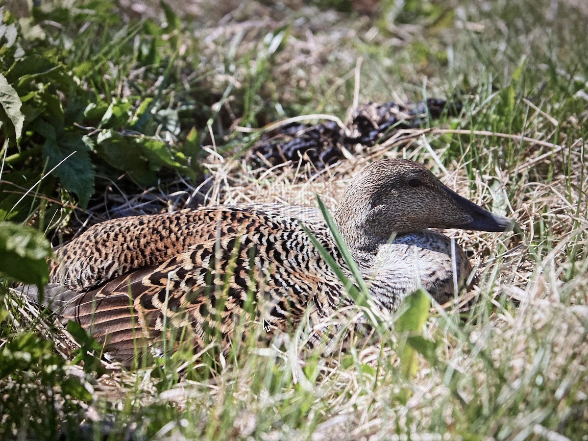 Common Eider - ML619885570