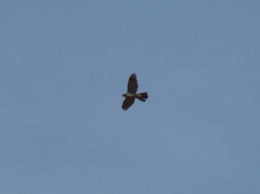 Eurasian Goshawk - ML619885574