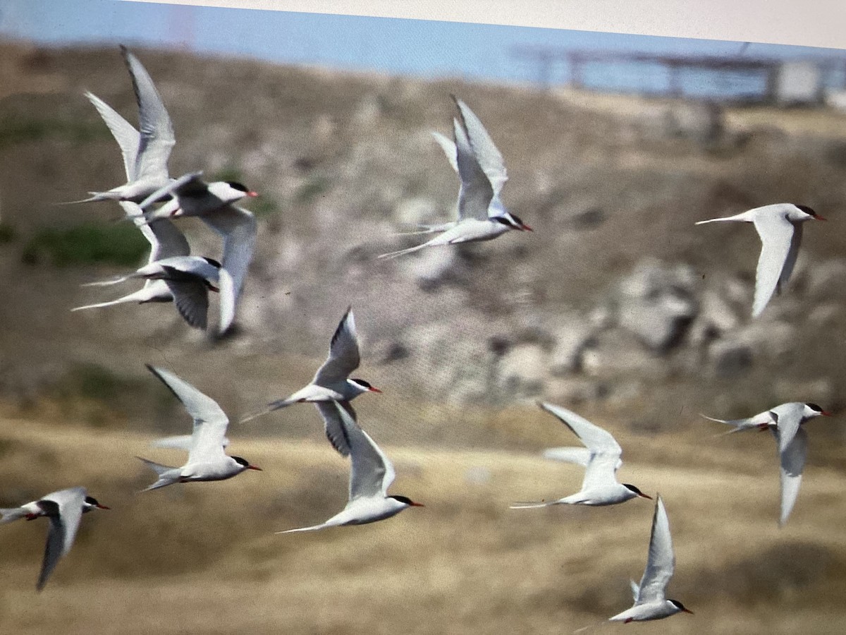 Arctic Tern - stephen  carter