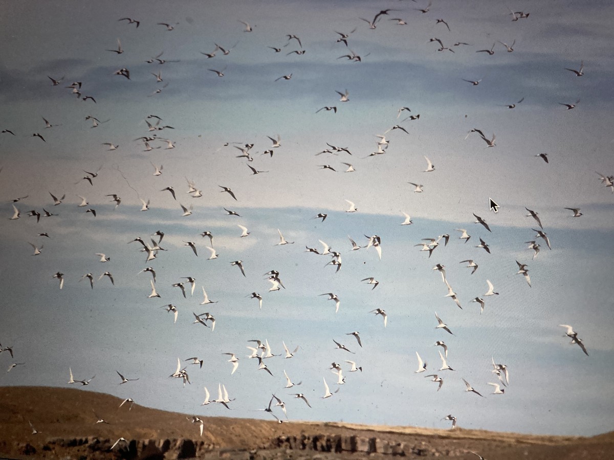 Arctic Tern - ML619885594