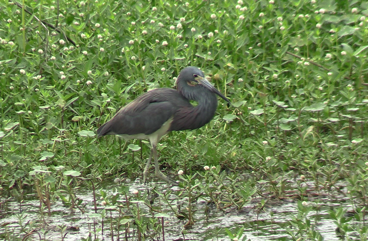 Tricolored Heron - ML619885598