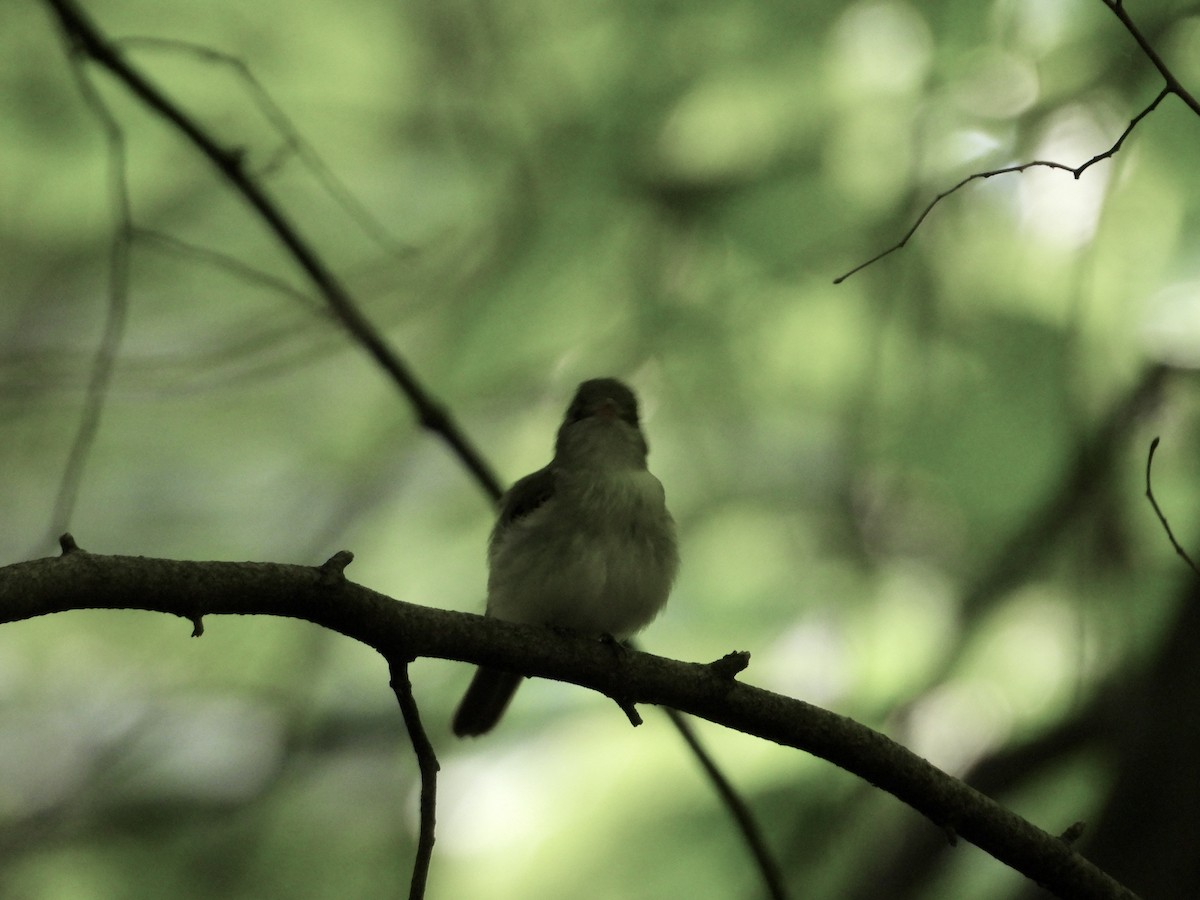 Acadian Flycatcher - ML619885612