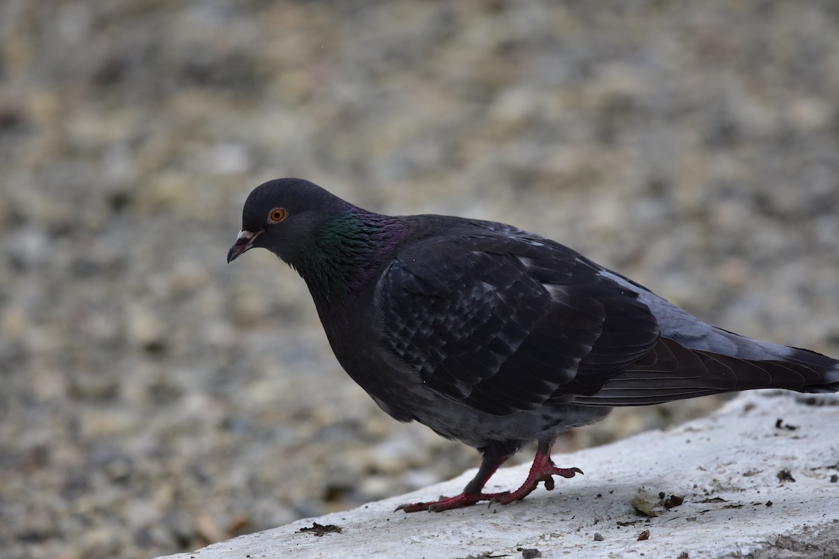 Rock Pigeon (Feral Pigeon) - ML619885613