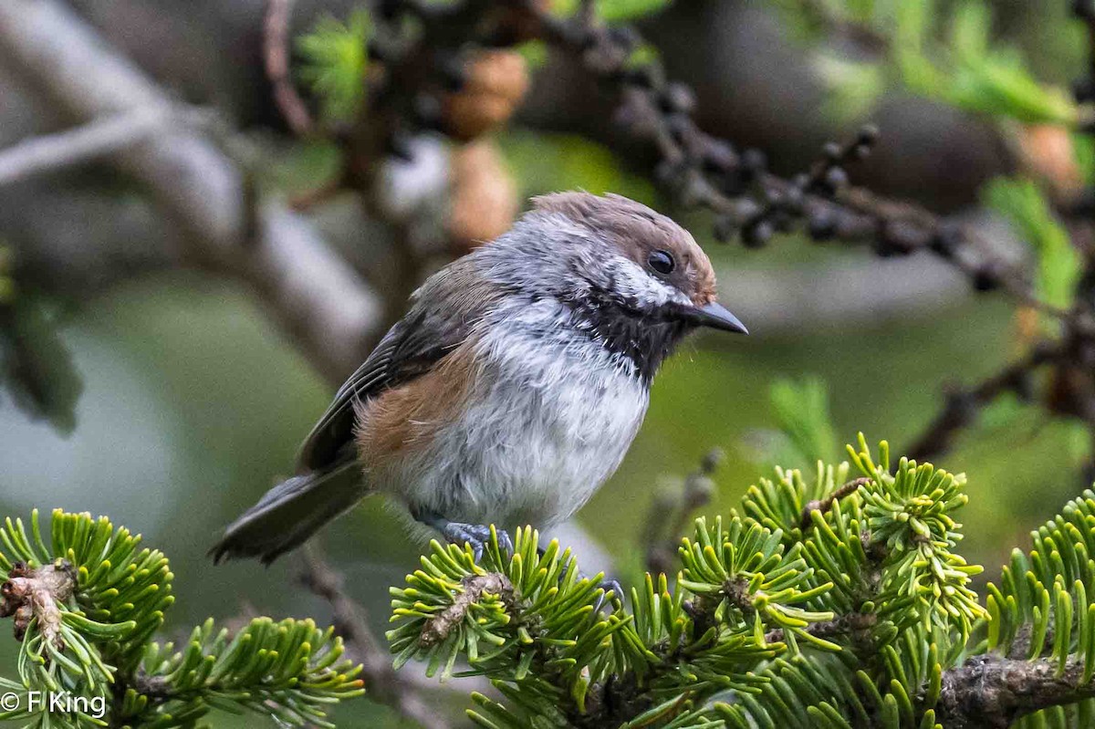 Boreal Chickadee - ML619885626