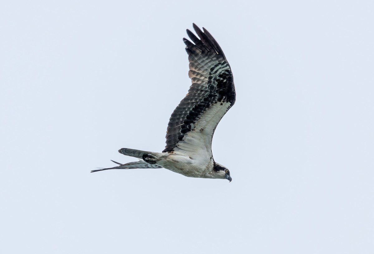 Águila Pescadora - ML619885631