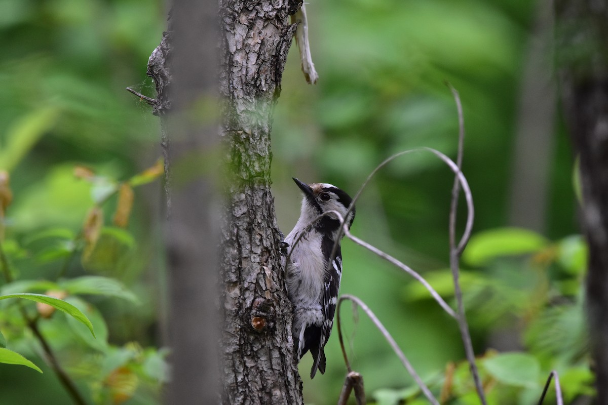Lesser Spotted Woodpecker - ML619885635