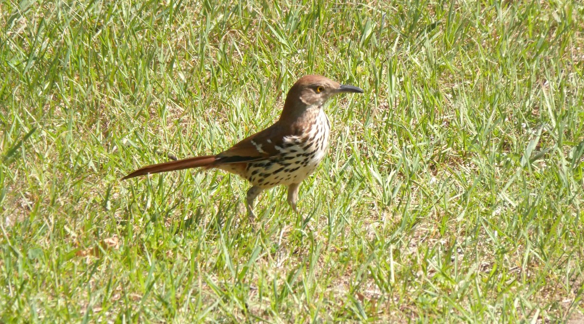 Brown Thrasher - ML619885638