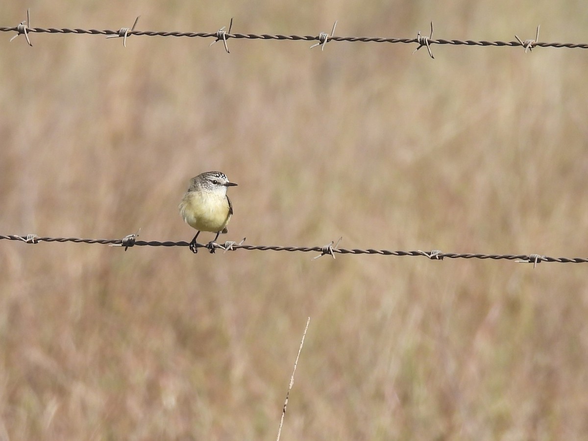 Yellow-rumped Thornbill - ML619885642