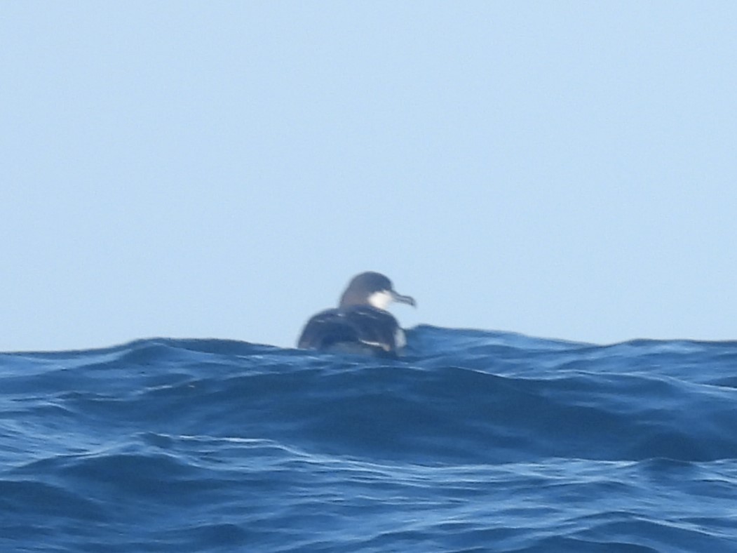 Buller's Shearwater - ML619885647