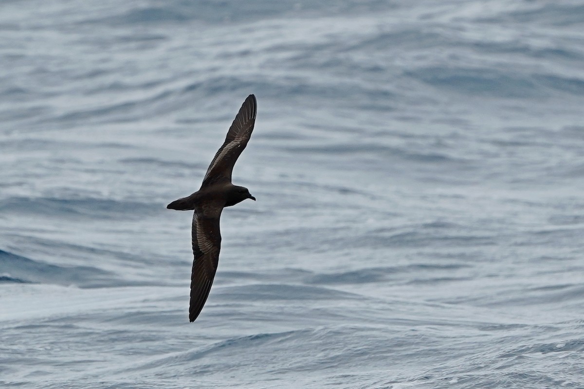 Bulwer's Petrel - ML619885648