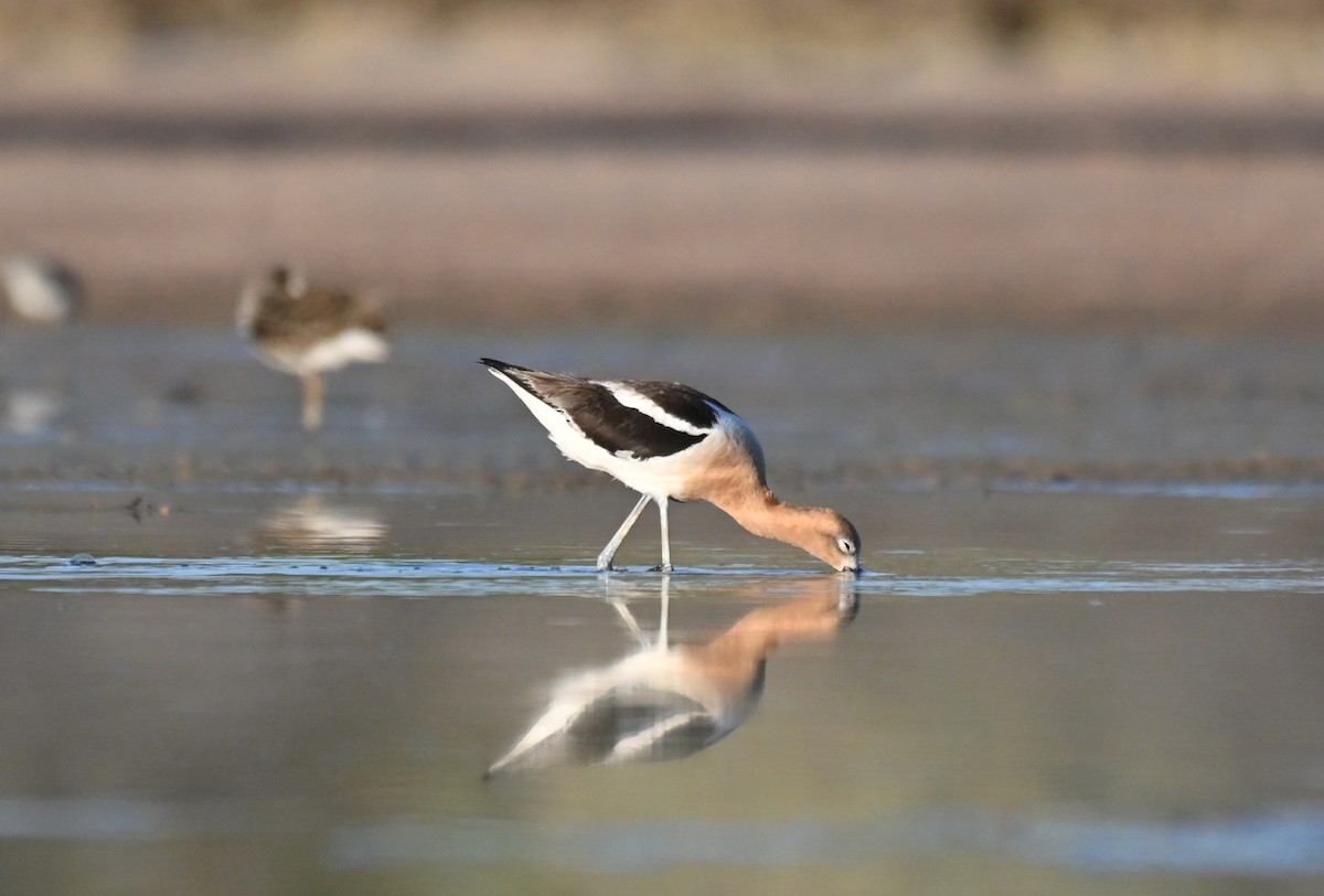 Avocette d'Amérique - ML619885649