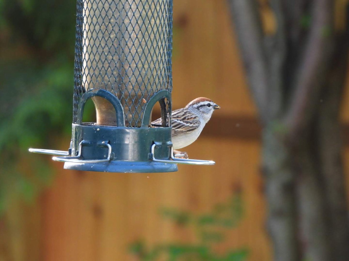 Chipping Sparrow - ML619885652