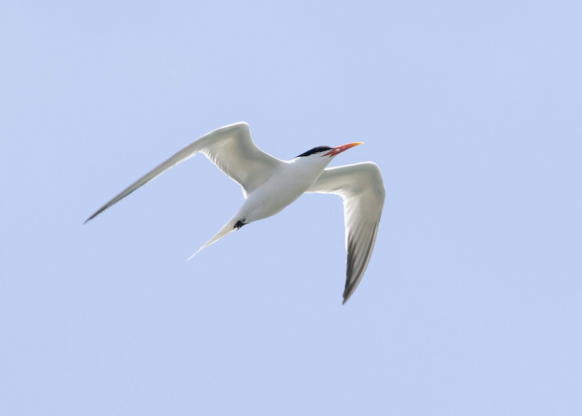 Elegant/Royal Tern - ML619885653