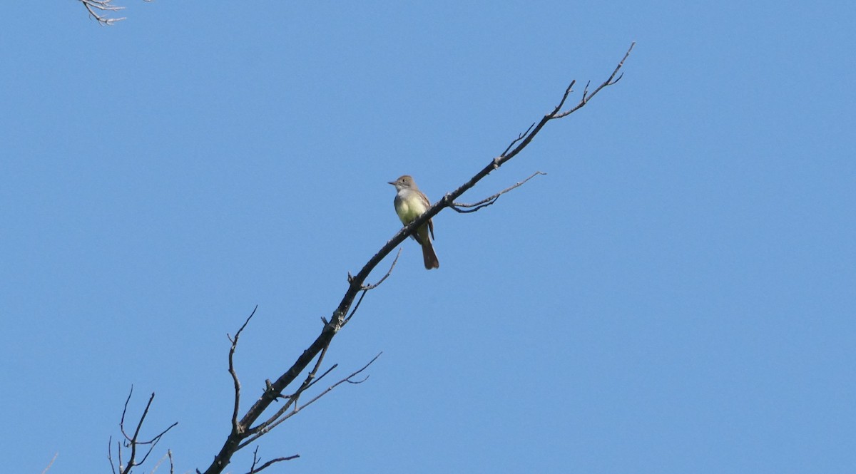 Great Crested Flycatcher - ML619885654