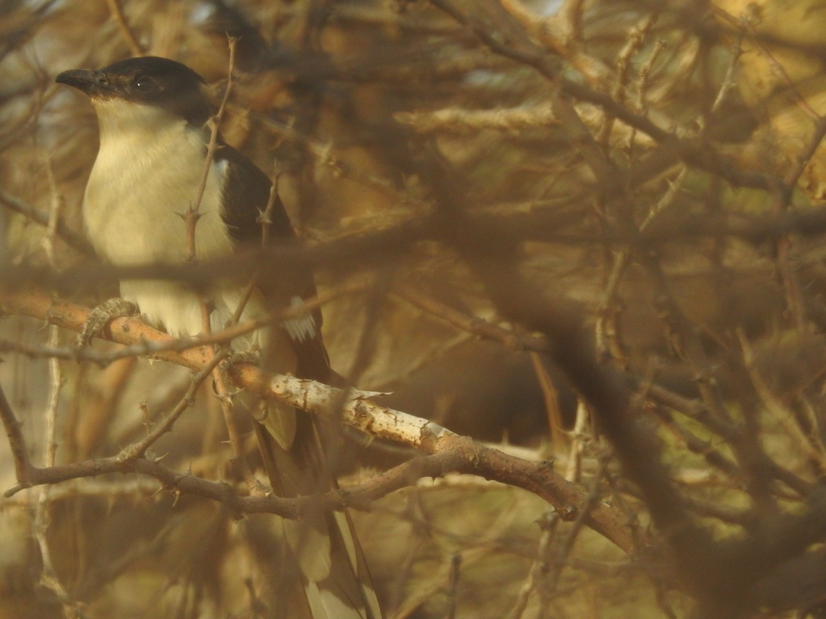 Pied Cuckoo - ML619885657