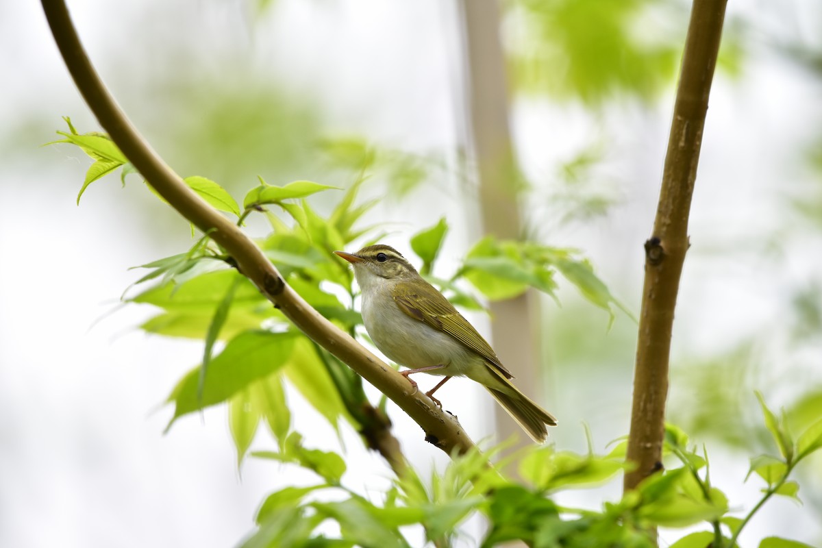 Eastern Crowned Warbler - ML619885661