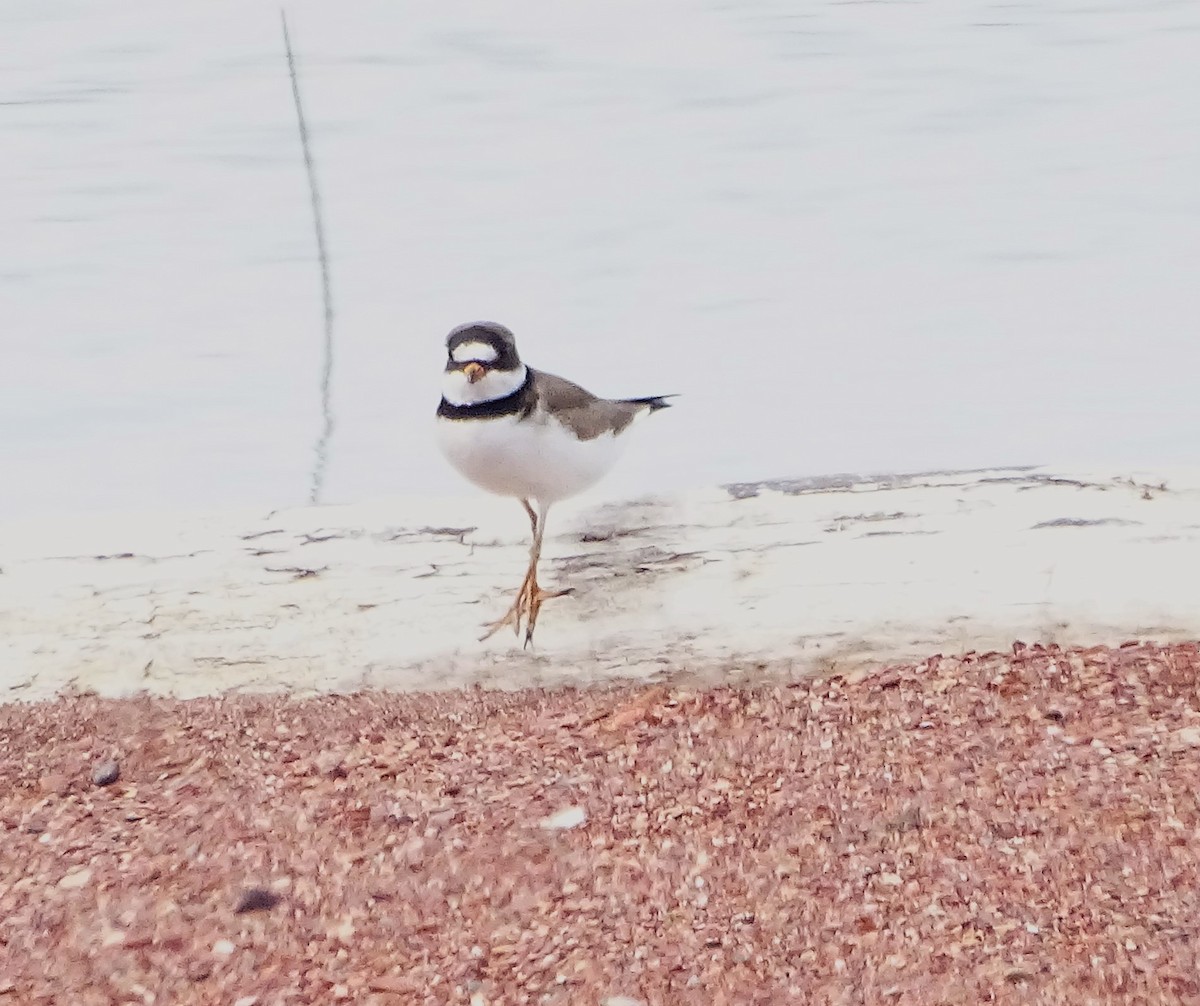 Semipalmated Plover - ML619885665