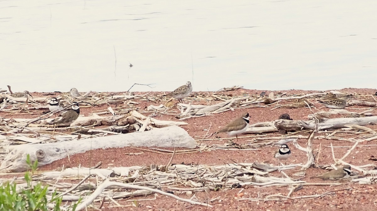 Semipalmated Plover - ML619885666