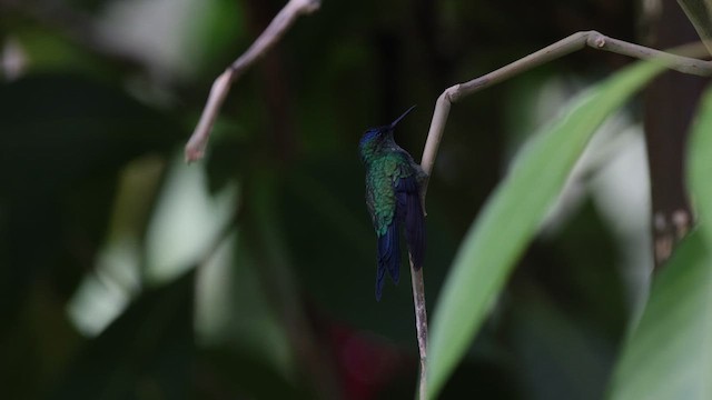 Violet-capped Woodnymph - ML619885668