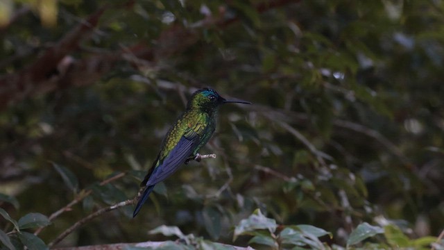 Violet-capped Woodnymph - ML619885688