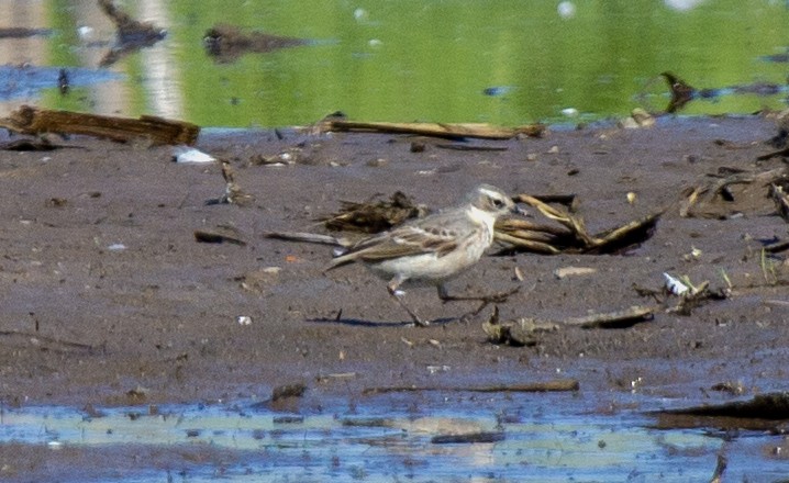 Water Pipit - ML619885692