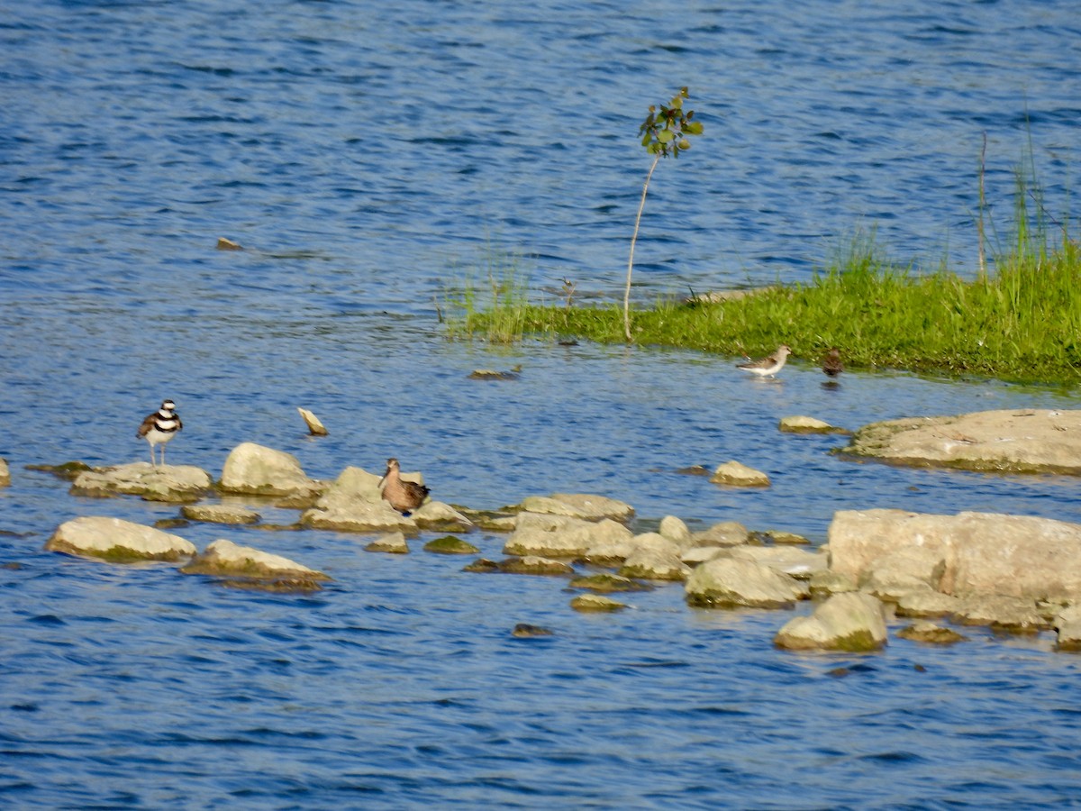 Short-billed Dowitcher - ML619885695