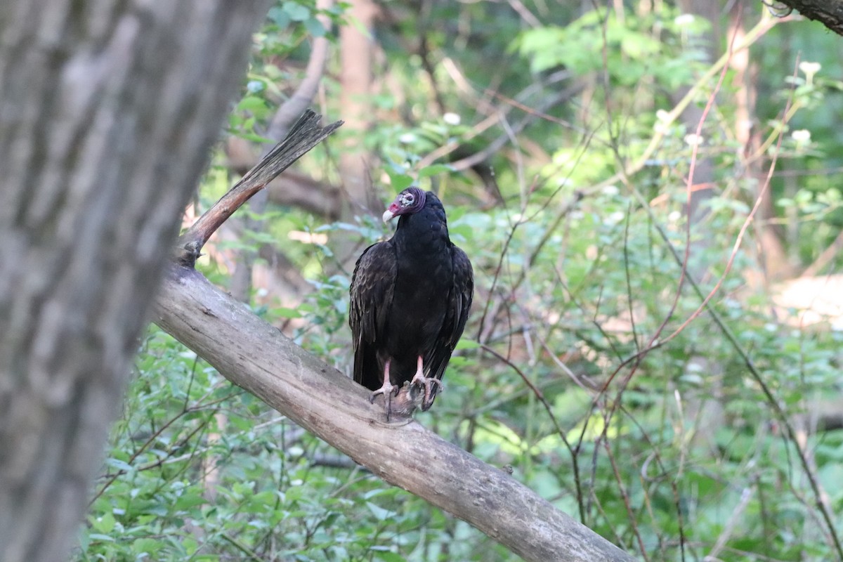 Turkey Vulture - ML619885700