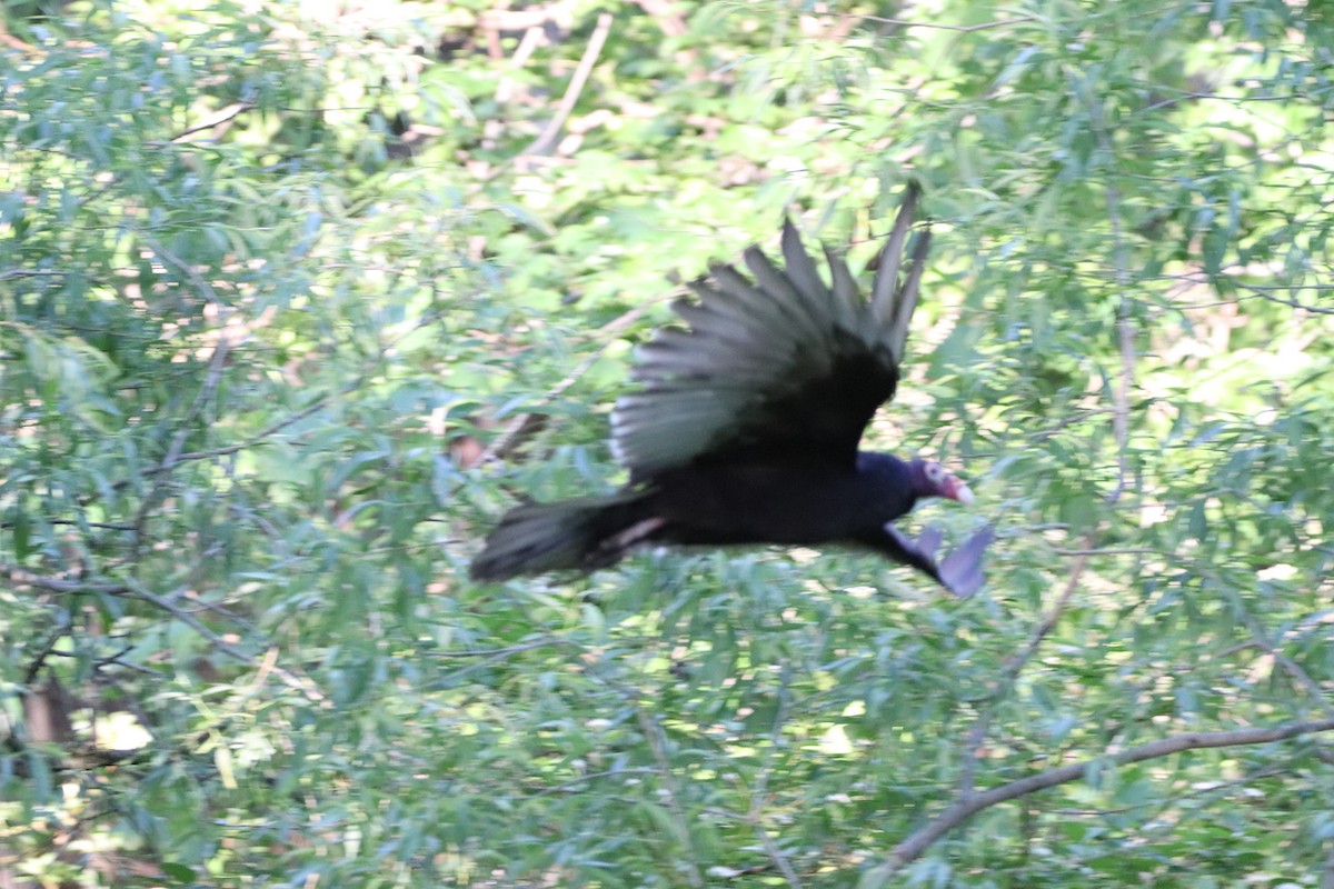 Turkey Vulture - ML619885702