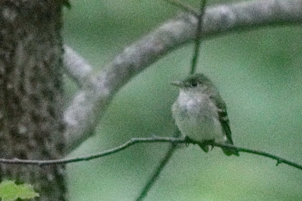 Acadian Flycatcher - ML619885704