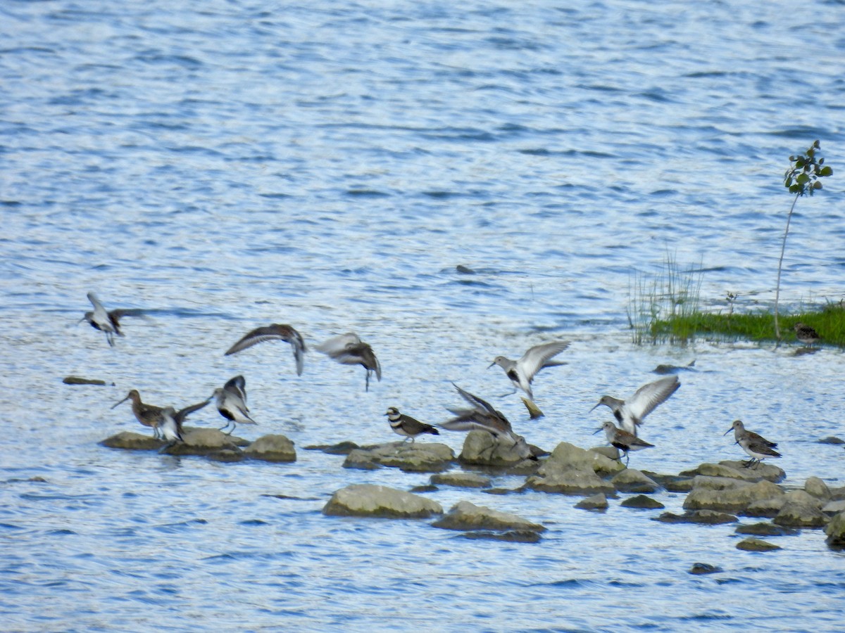 Dunlin - ML619885710