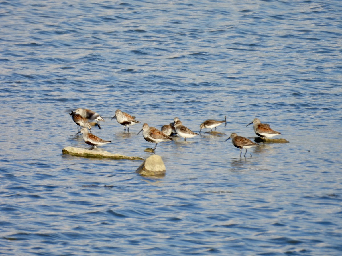 Dunlin - ML619885711