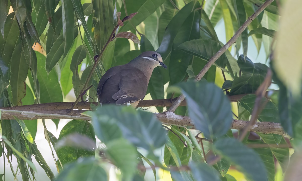 White-eared Brown-Dove (Short-billed) - ML619885728