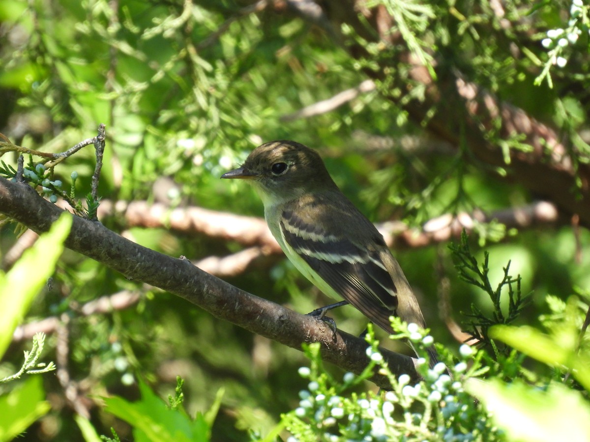 Alder/Willow Flycatcher (Traill's Flycatcher) - Julius Marinov