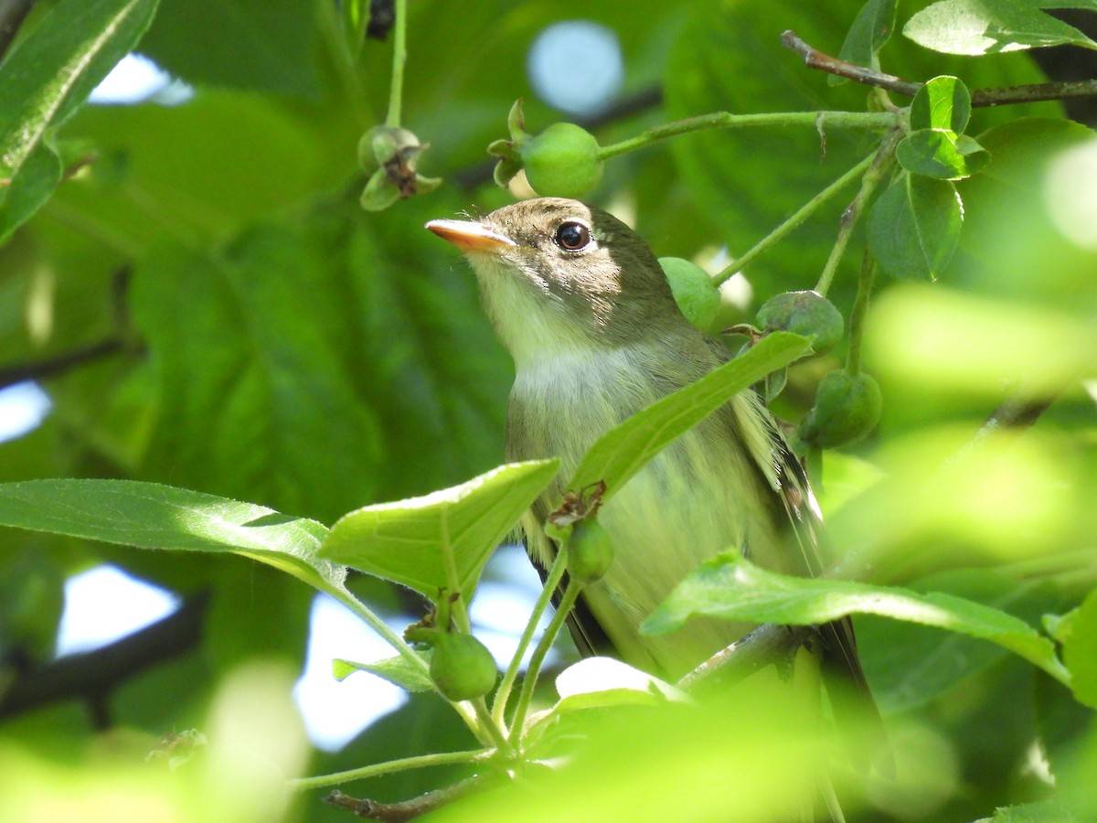 Alder/Willow Flycatcher (Traill's Flycatcher) - ML619885738