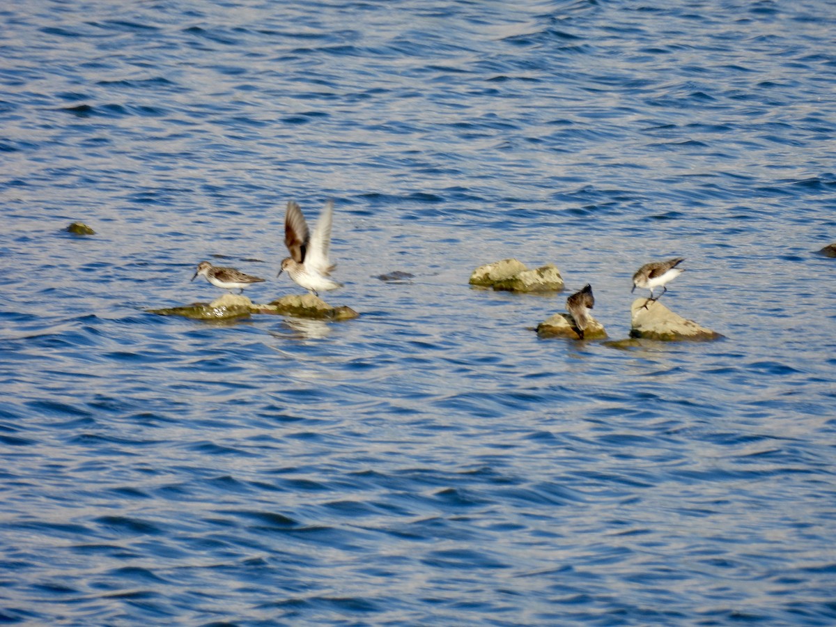 Semipalmated Sandpiper - ML619885741