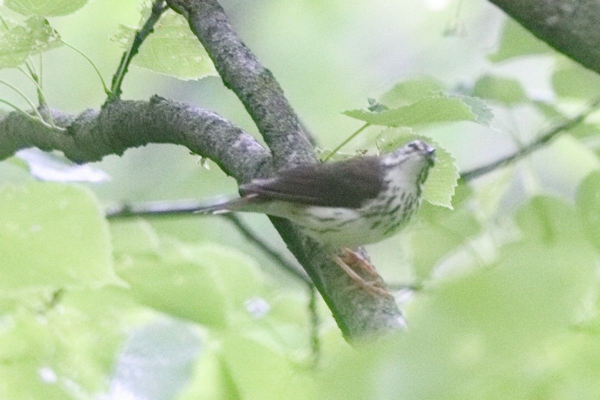 Louisiana Waterthrush - ML619885748