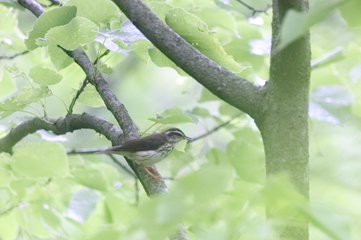 Louisiana Waterthrush - ML619885749